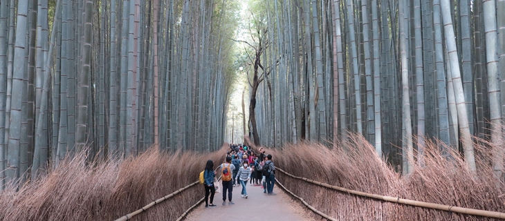 Bamboo Forest