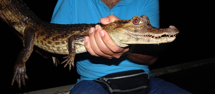 Caiman