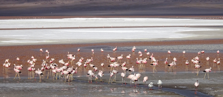 Flamingos