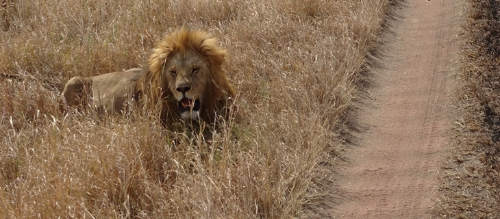 Serengeti