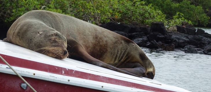 Sea Lion